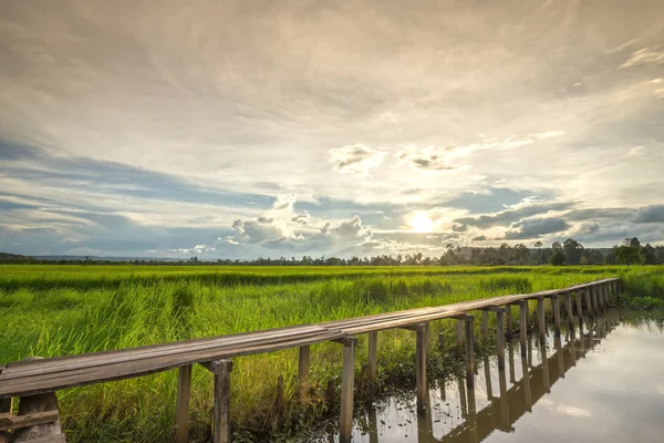 Puente de madera de 100 años entre el campo de arroz y la luz solar — Foto de Stock