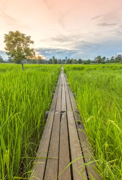 100-letni drewniany most między ryżu pola z promieni słonecznych w N — Zdjęcie stockowe