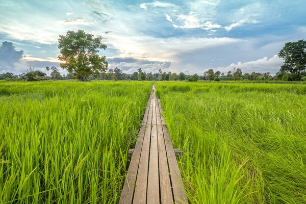 100 year-old wooden bridge between rice field with sunlight at N