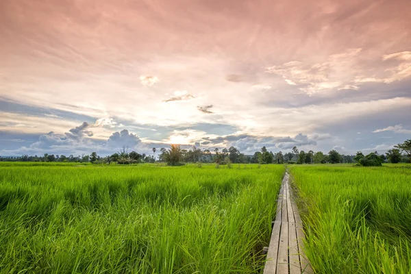 100 år gamla träbro mellan risfält med solljus på N — Stockfoto