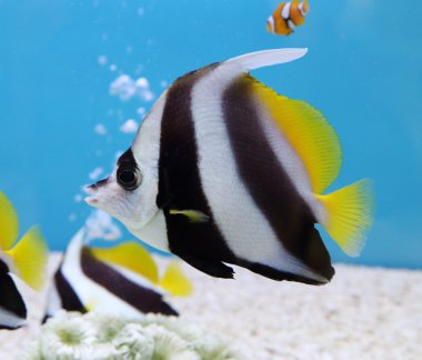 renkli okullaşma Bannerfish