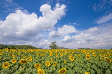 güzel ayçiçeği çiçeklenme 