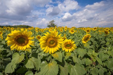 güzel ayçiçeği çiçeklenme 