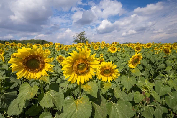 stock image beautiful sunflower blooming 