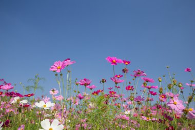 Cosmos çiçek alanı