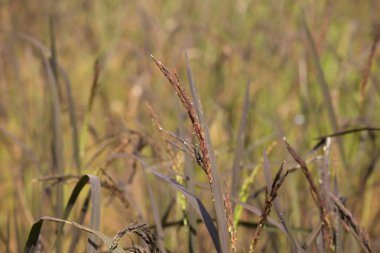 Riceberry pirinç spike