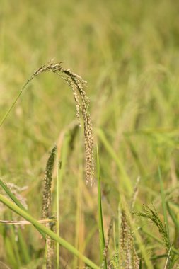 Pirinç spike paddy alanındaki