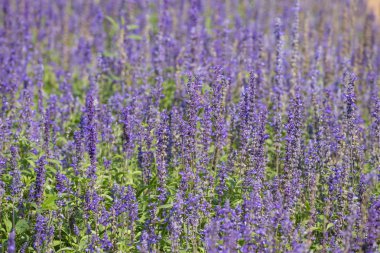 bahçede büyüyen lavanta