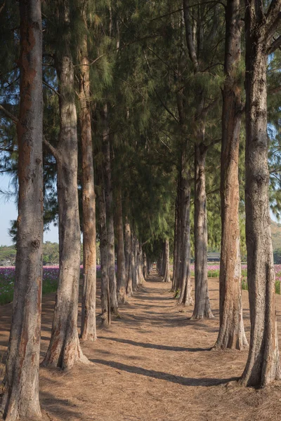 Çam ağacı içinde yürüyüş yolu — Stok fotoğraf