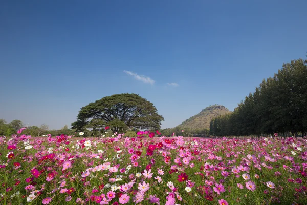 Cosmos çiçek alanı — Stok fotoğraf