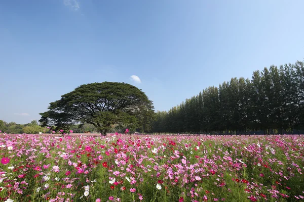 Cosmos çiçek alanı — Stok fotoğraf