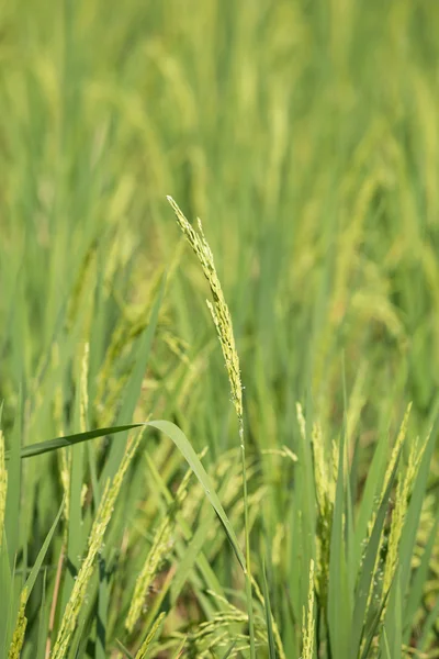 Beras spike di sawah — Stok Foto