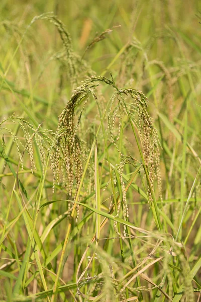 Rice spike in the paddy field — Stock Photo, Image