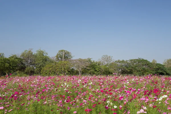 Cosmos çiçek alanı — Stok fotoğraf