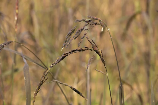 Riceberry rice spike — Stock Photo, Image