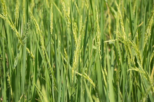 Pico de arroz no campo de arroz — Fotografia de Stock