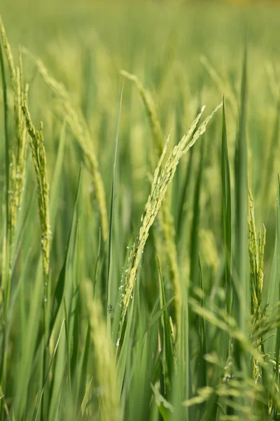 Rice spike i fältet paddy — Stockfoto