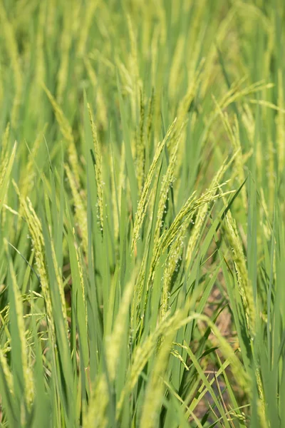 Skok ryżu niełuskanego dziedzinie — Zdjęcie stockowe