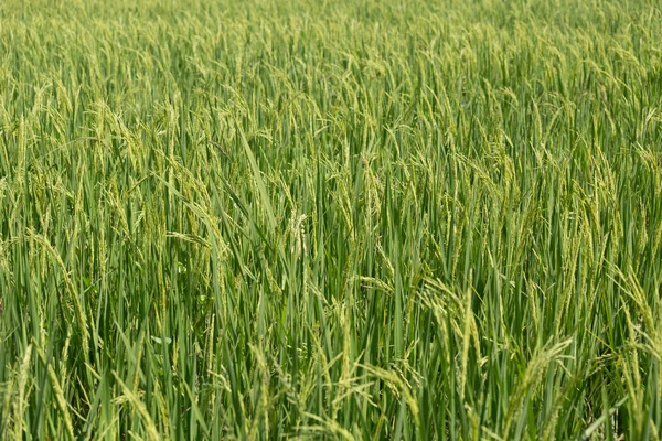 Pico de arroz no campo de arroz — Fotografia de Stock