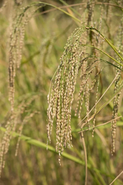 Rice spike in the paddy field — Stock Photo, Image
