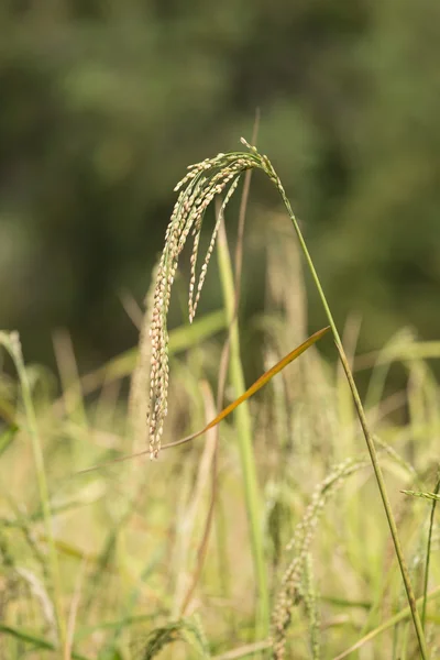 Skok ryżu niełuskanego dziedzinie — Zdjęcie stockowe