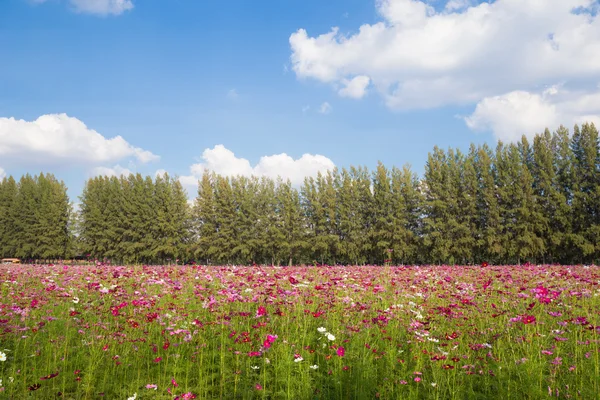 Kosmos bloem veld — Stockfoto