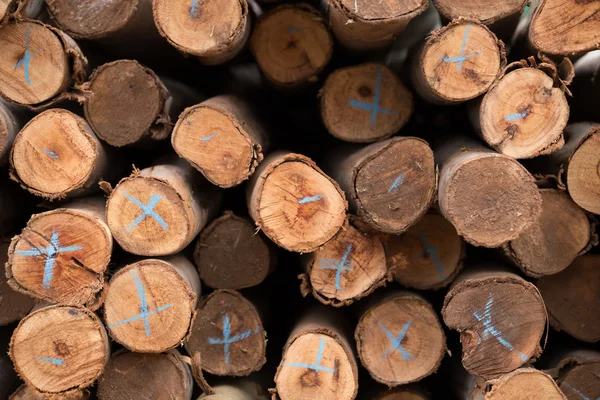 Eucalyptus tree, Pile of wood logs ready — Stock Photo, Image