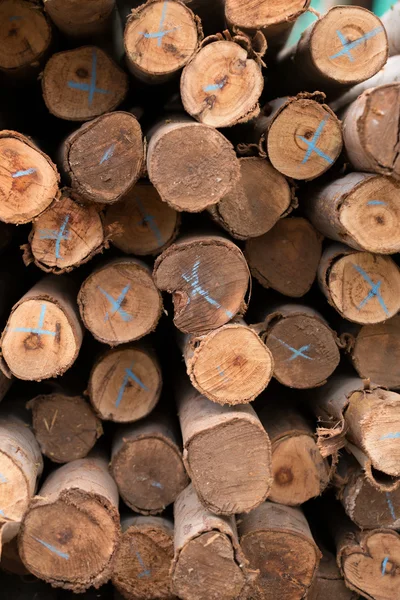 Eucalyptus tree, Pile of wood logs ready — Stock Photo, Image