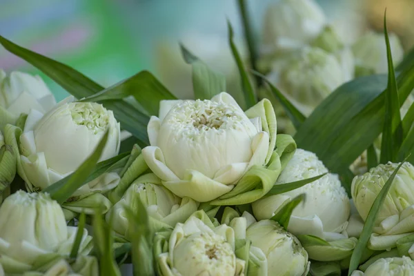 Λευκό lotus είναι προετοιμασία για τα σέβη στον Βούδα. — Φωτογραφία Αρχείου