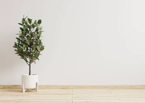 Habitación Vacía Paredes Blancas Con Hermosas Plantas Lado Representación Floor — Foto de Stock