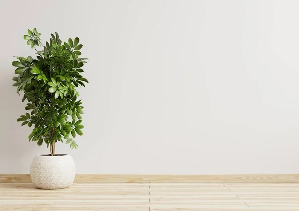 Habitación Vacía Paredes Blancas Con Hermosas Plantas Lado Representación Floor — Foto de Stock