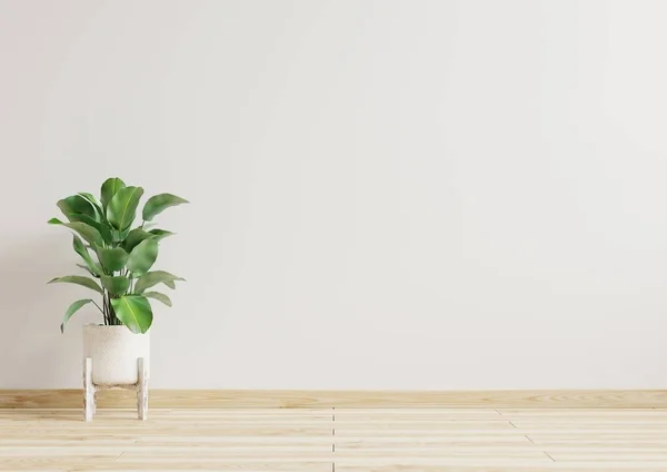 Habitación Vacía Paredes Blancas Con Hermosas Plantas Lado Representación Floor — Foto de Stock