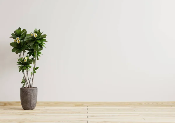 Habitación Vacía Paredes Blancas Con Hermosas Plantas Lado Representación Floor — Foto de Stock