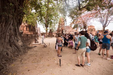 Ayutthaya, Tayland - 21 Şubat 2016: Baş, kumtaşı Buda Wat Mahathat, ağaç kökleri, bu Ayutthaya şaşırtıcı bir cazibe ve Ayutthaya, Tayland, Thailand, Unesco tarafından dünya mirası oldu