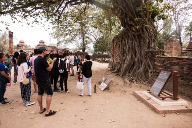 Ayutthaya, Tayland - 21 Şubat 2016: Baş, kumtaşı Buda Wat Mahathat, ağaç kökleri, bu Ayutthaya şaşırtıcı bir cazibe ve Ayutthaya, Tayland, Thailand, Unesco tarafından dünya mirası oldu