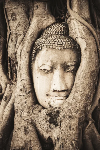Testa di sabbia Statua di Buddha nelle radici degli alberi a Travel Essentials Wat Mahathat, Ayutthaya, Thailandia — Foto Stock