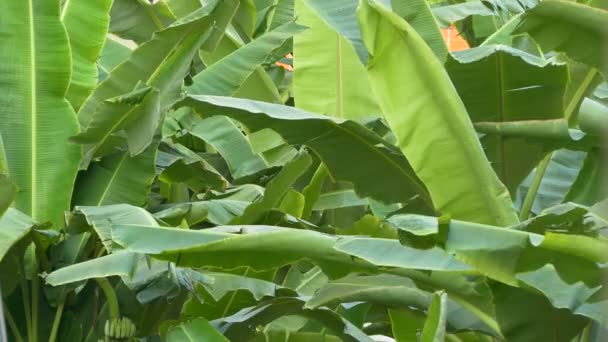 Cierre las hojas de plátano se mueven con la brisa en los plátanos en una plantación — Vídeo de stock