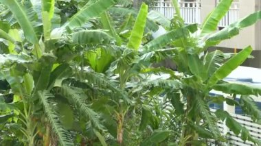 Yakın muz yaprakları bir plantasyon muz ağaçları üzerinde esinti ile hareket ediyor