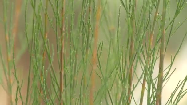 Very close up green leaves of beautiful pines with blur background: ultra HD 4K high quality footage size (3840x2160 ) — стоковое видео