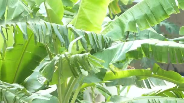 Close up as folhas de banana estão se movendo com a brisa em bananeiras em uma plantação — Vídeo de Stock