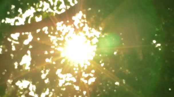 Bomen met wind en zon licht bij goed weer alle bewegingen met Slow Motion. — Stockvideo