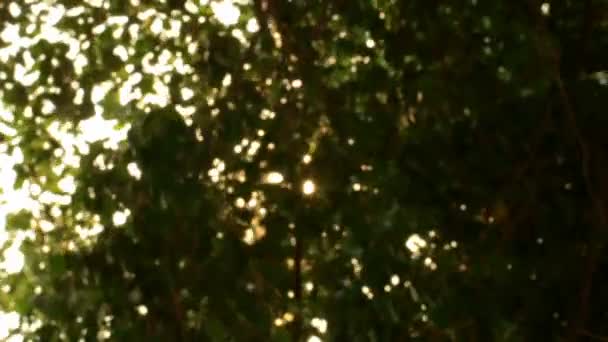 Arbres avec vent et soleil par beau temps tous les mouvements au ralenti .