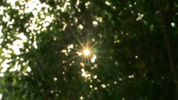 Árvores com vento e luz do sol em bom tempo todos os movimentos com câmera lenta . — Vídeo de Stock