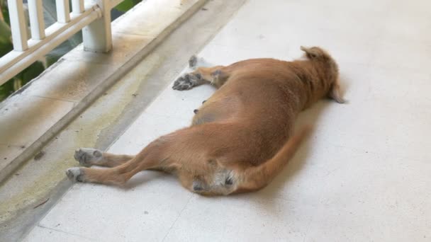 Молодой дикий пес спит на земле такой милый — стоковое видео