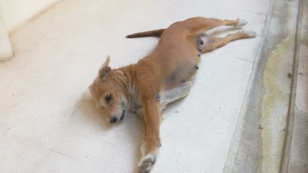 Νεαρό άγριο σκυλί που κοιμούνται στο έδαφος τόσο χαριτωμένα — Αρχείο Βίντεο