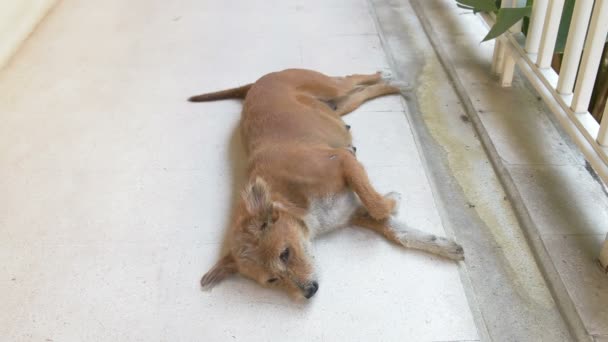 Jeune chien sauvage dormir sur le sol si mignon 