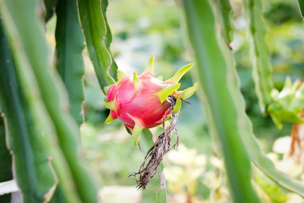 庭の木にドラゴン フルーツの花 — ストック写真