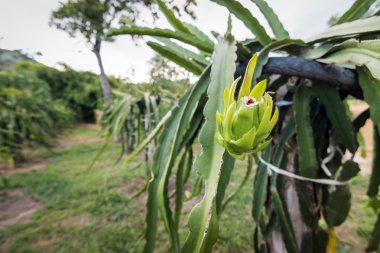 Dragon meyve veya ağaç bahçe Pitaya