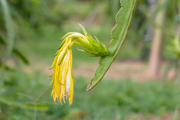 Fruta de dragão ou Pitaya na árvore no jardim — Fotografia de Stock