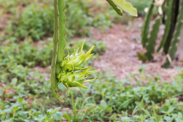 Dragon fruit or Pitaya on tree in the garden